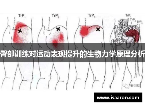 臀部训练对运动表现提升的生物力学原理分析